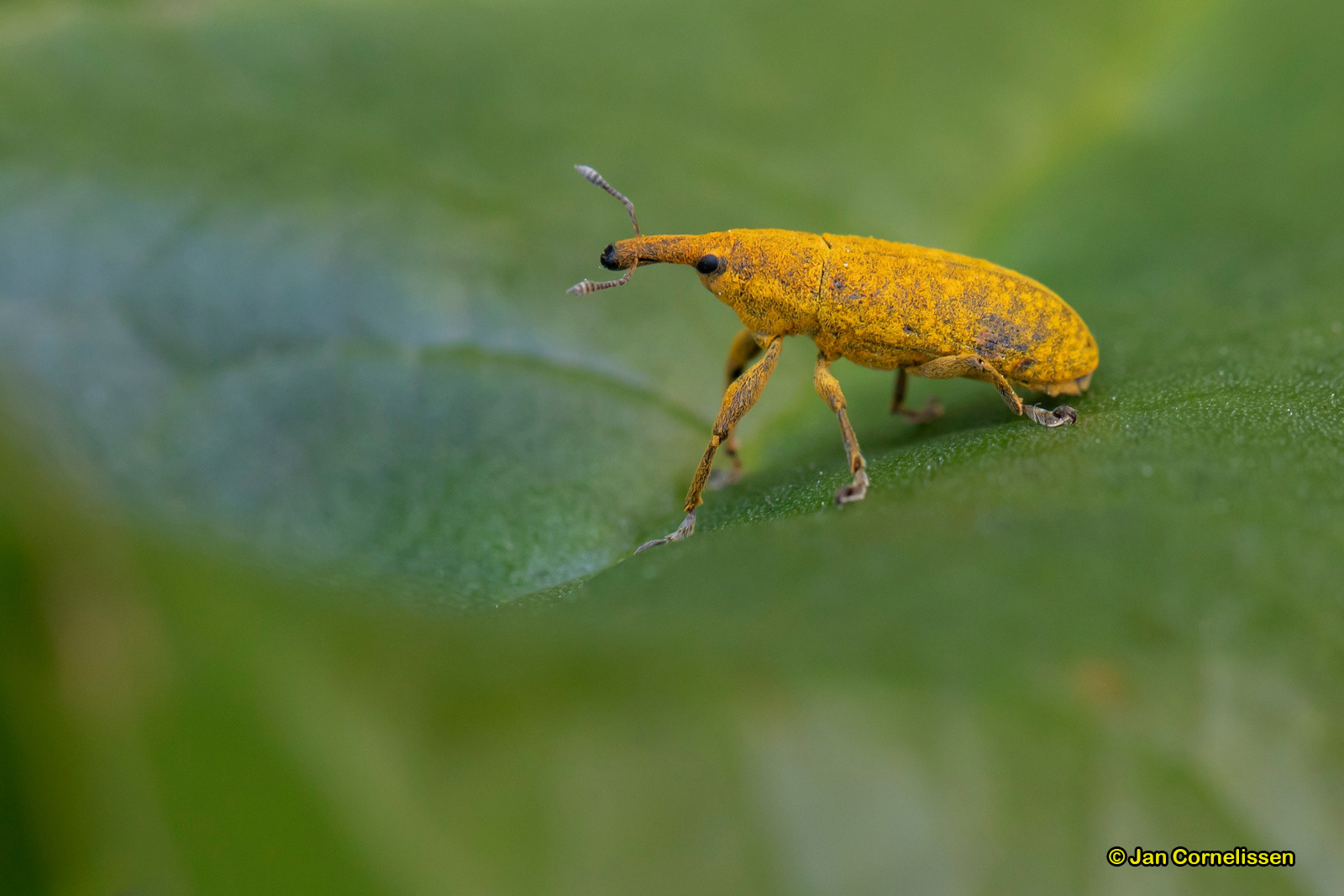 Grote lissnuitkever - Lixus iridis (Pelt, B)