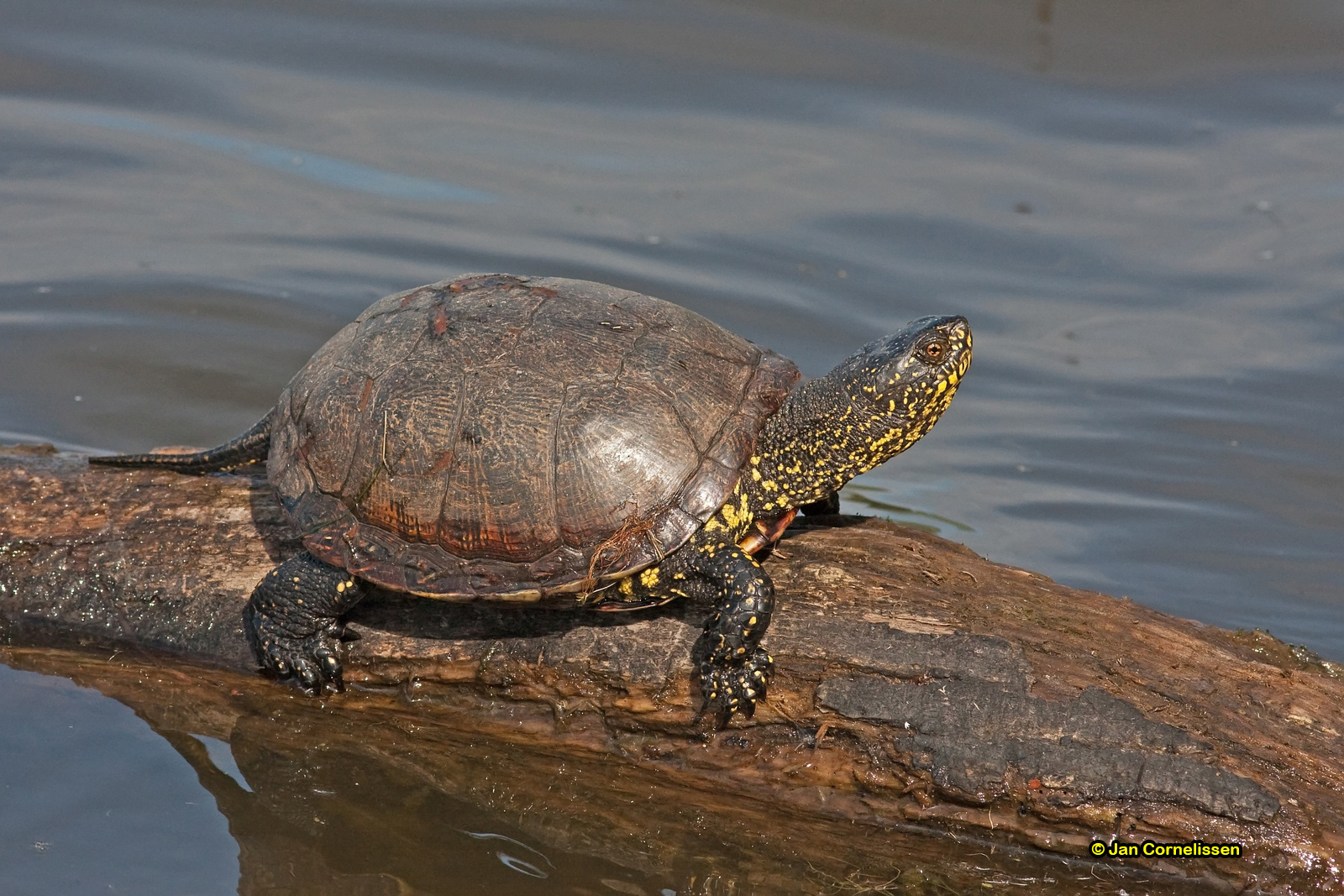 Europese moerasschildpad
