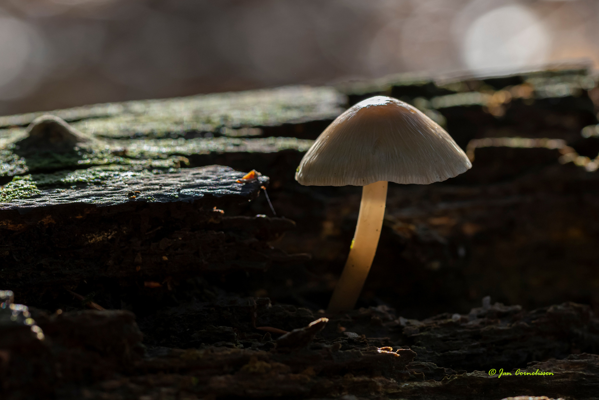 Prachtmycena (?)