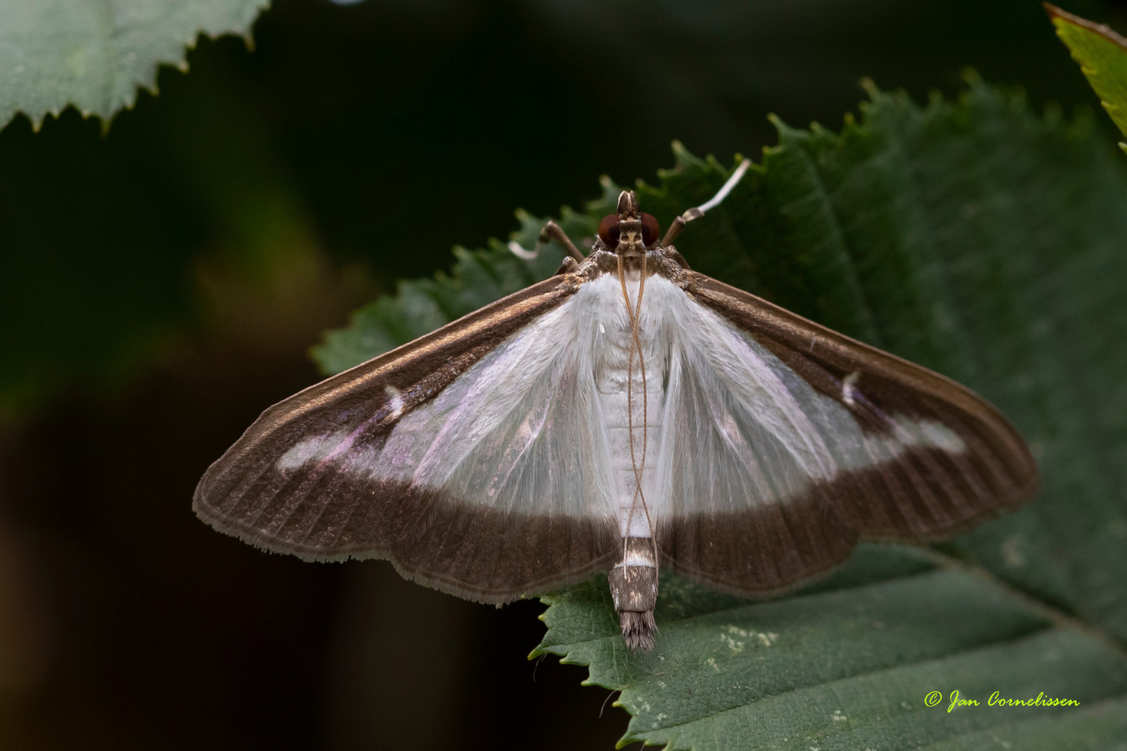 Buxusmot - Cydalima perspectalis (Pelt, B)