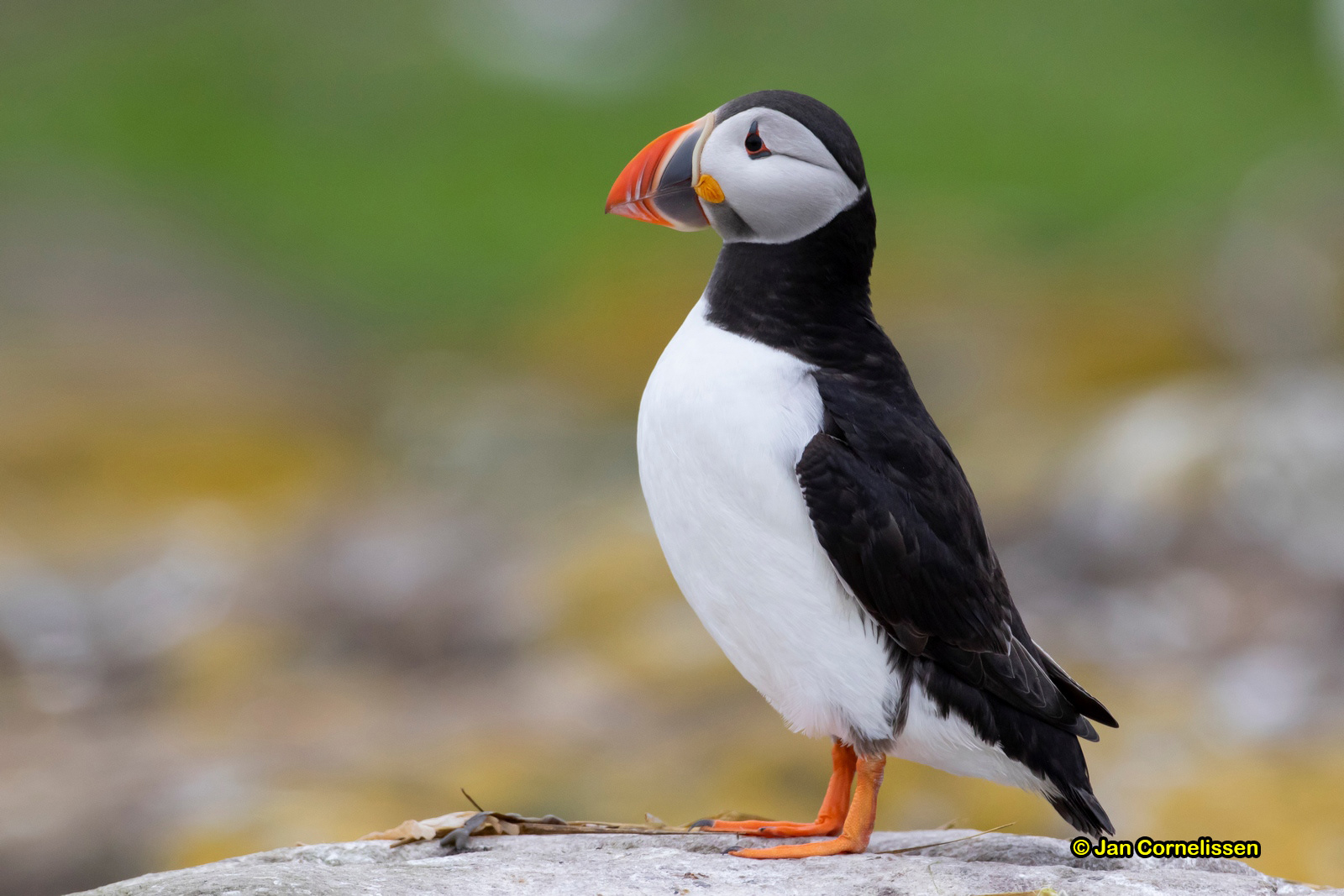 Papegaaiduiker - Atlantic Puffin - Fratercula arctica