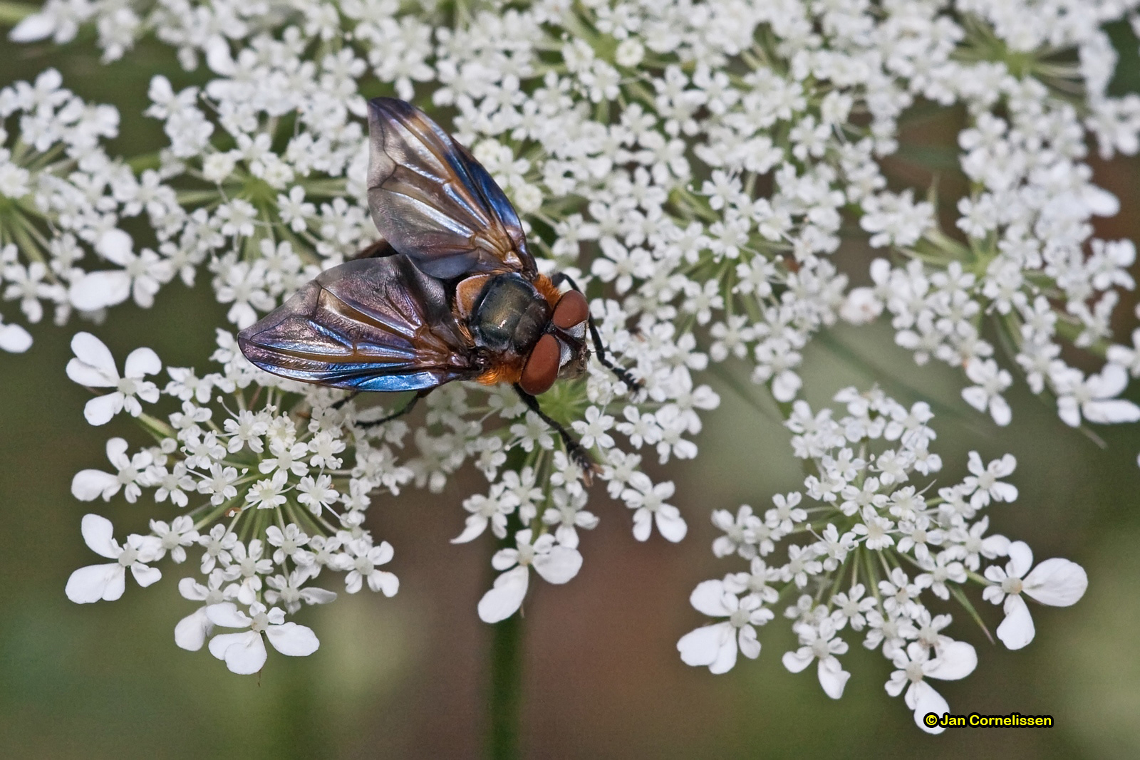 Wantssluipvlieg - Phasia hemiptera, 2009