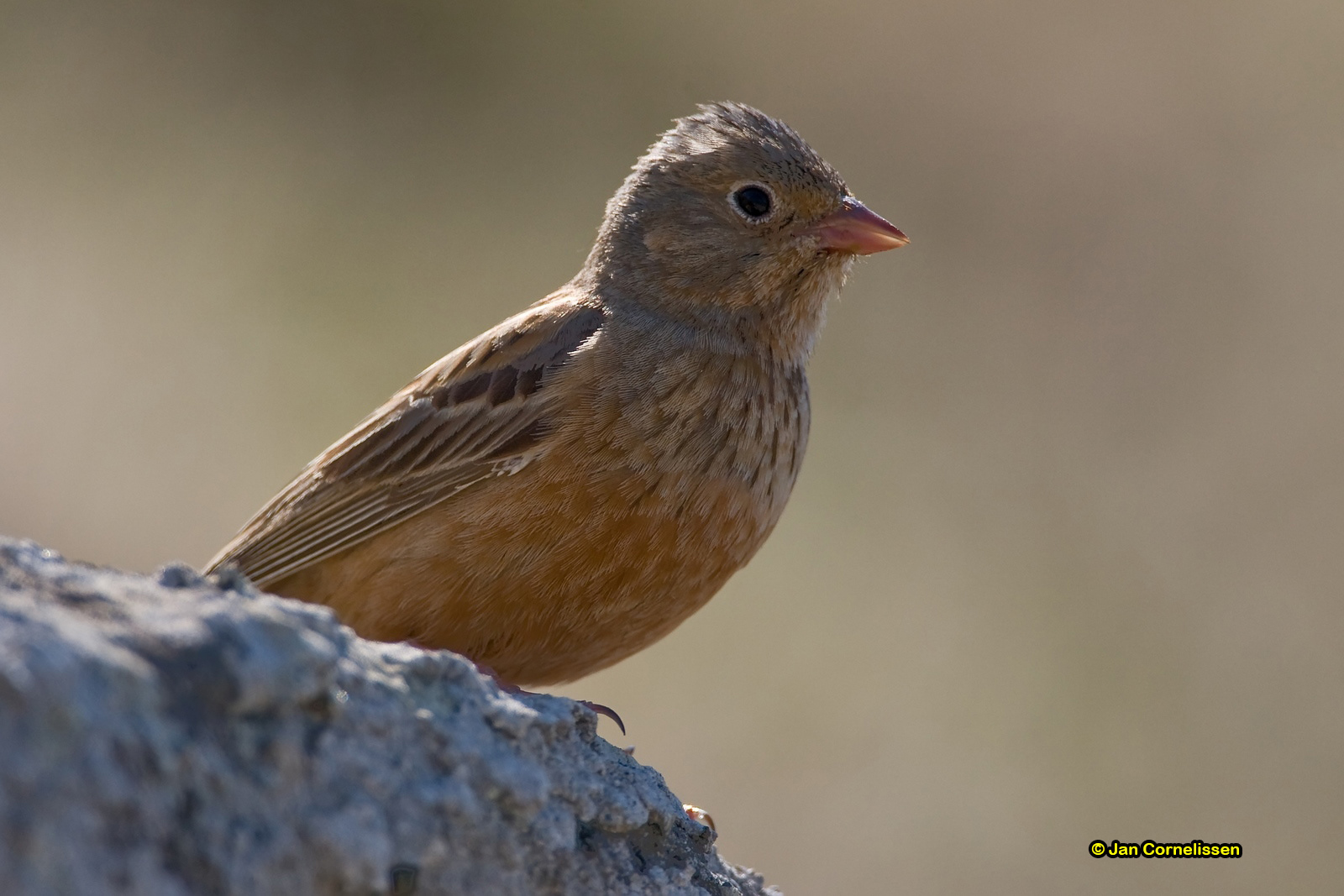 Bruinkeelortolaan - Cretzschmar's Bunting - Emberiza caesia