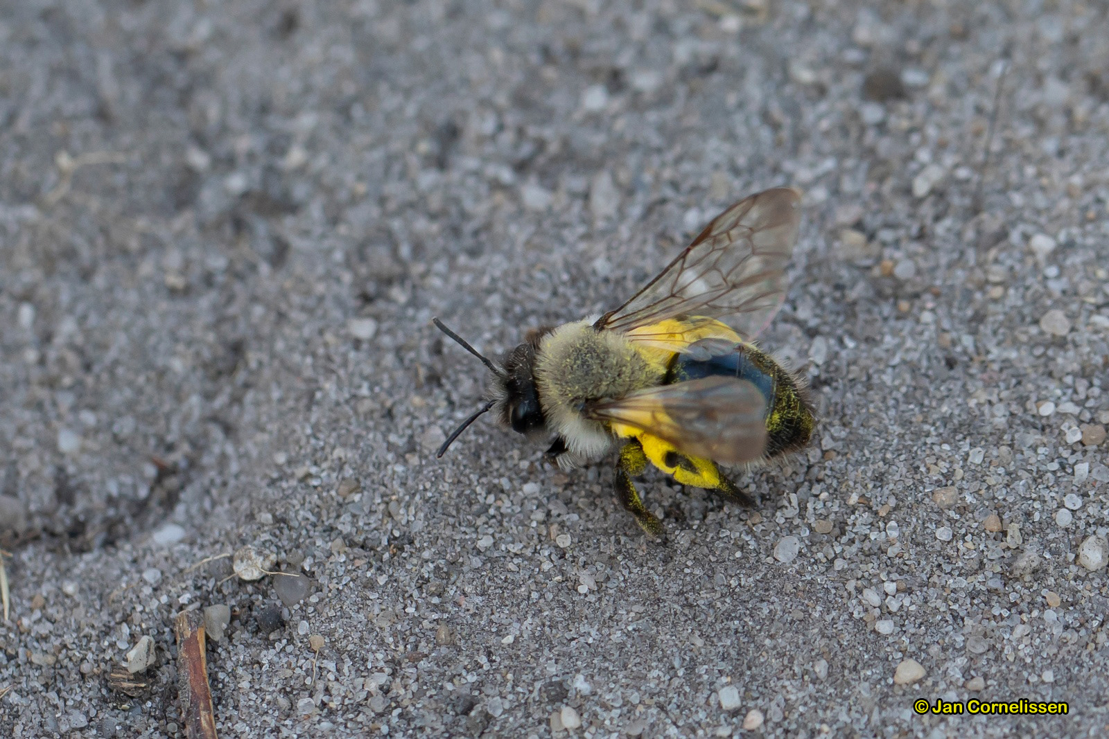 Grijze zandbij - Andrena vaga (Pelt, B)