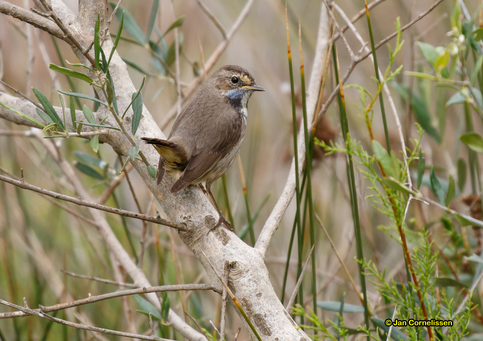 Blauwborst - Bluethroat - Luscinia svecica