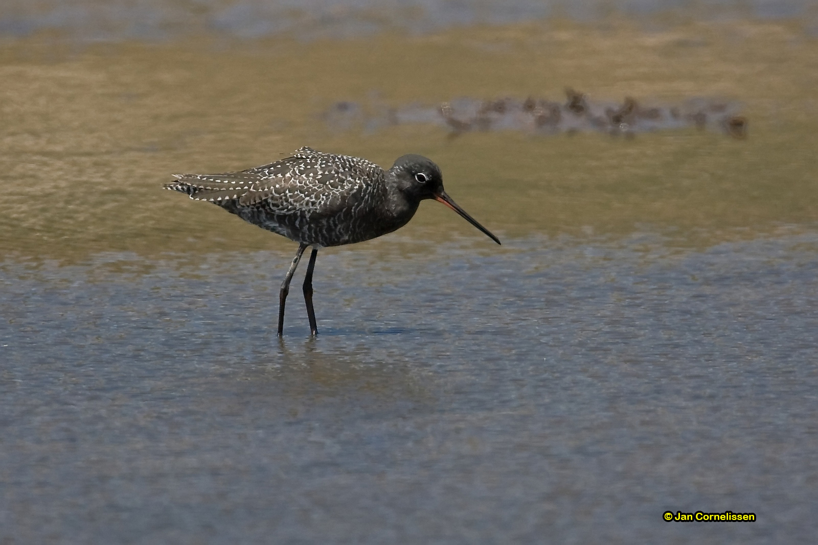 Zwarte ruiter - Spotted Redshank - Tringa erythropus