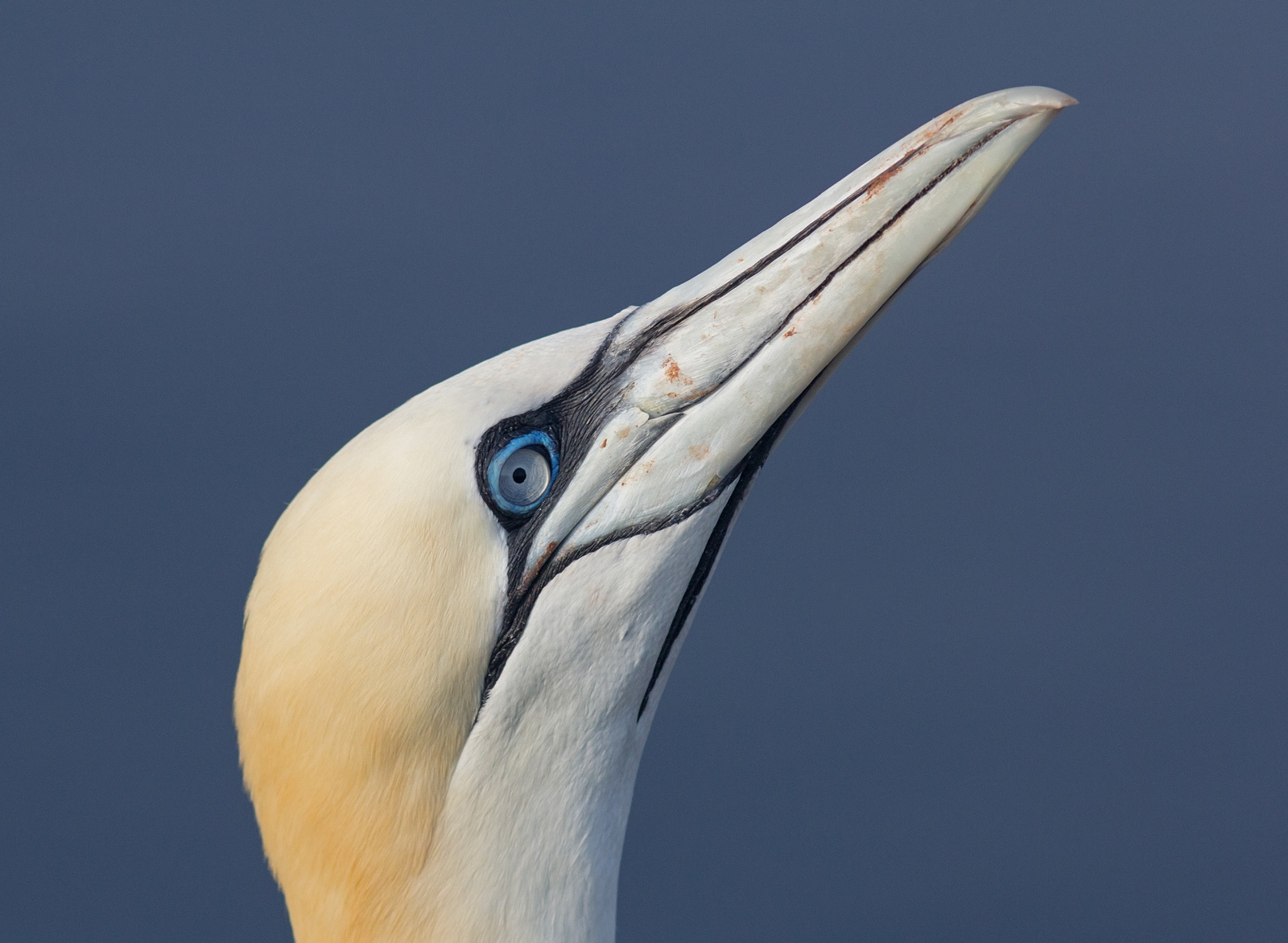 Jan-van-Gent - Gannet - Morus bassanus