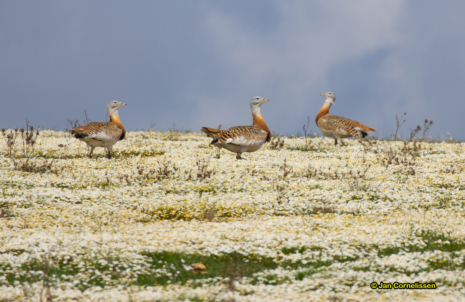 Grote trappen - Great Bustard - Otis tarda