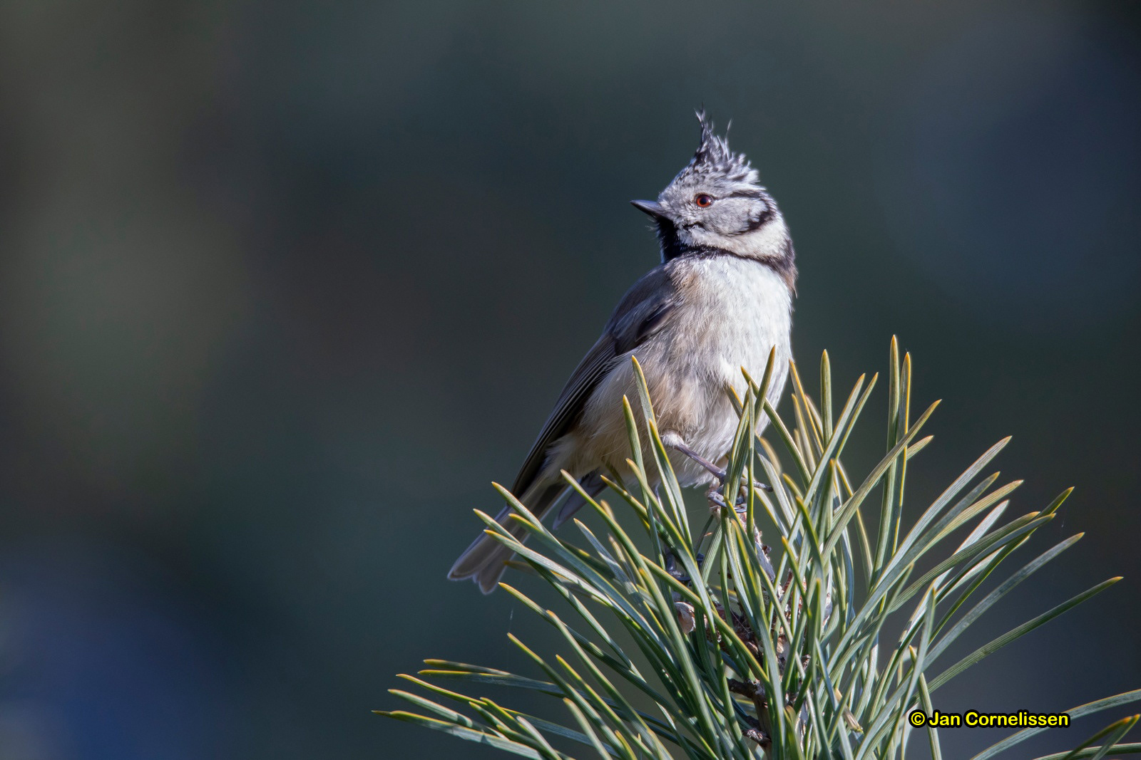 Kuifmees - Crested Tit - Parus cristatus (Pelt, B)