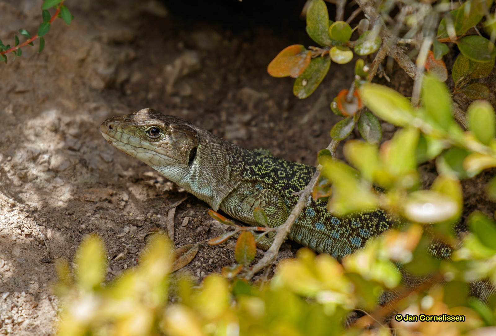 Parelhagedis