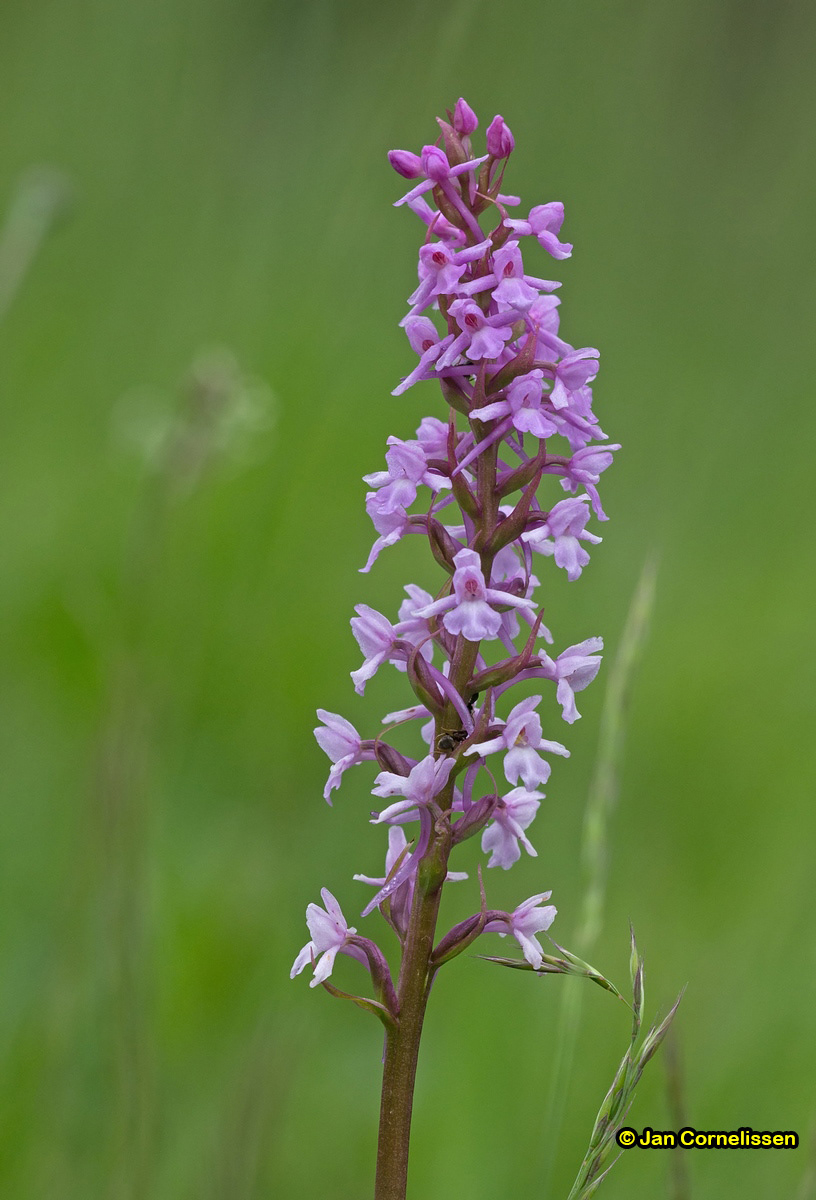 Grote muggenorchis