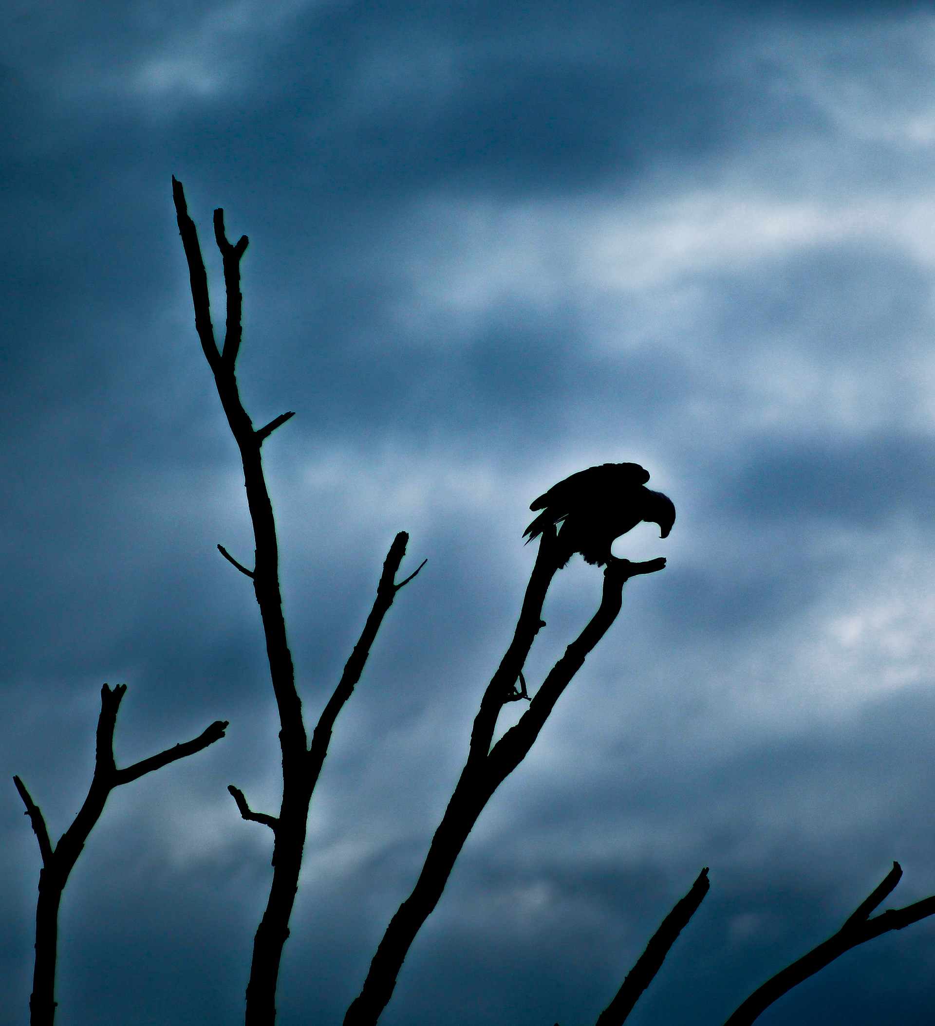 A Bald Eagle joins me on the lake at dawn for morning coffee