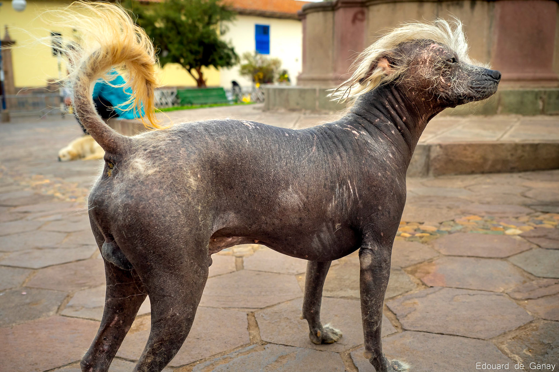 Partout dans le monde vous trouverez un chien qui aboie. C'est l'animal le plus répandu, le plus commun. Sauf celui-ci ! Cuzco, Pérou, Nov 2016
