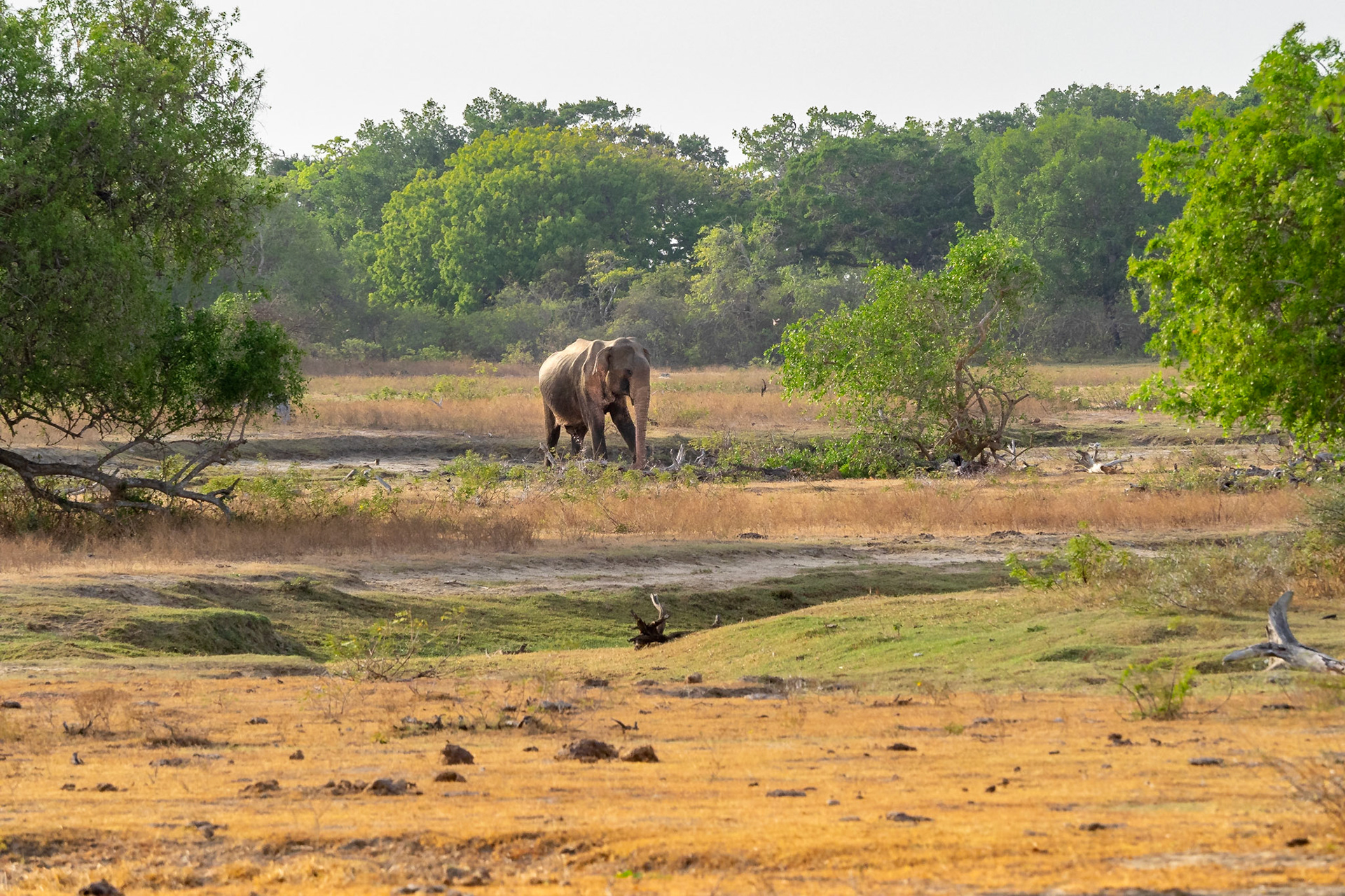 des éléphants