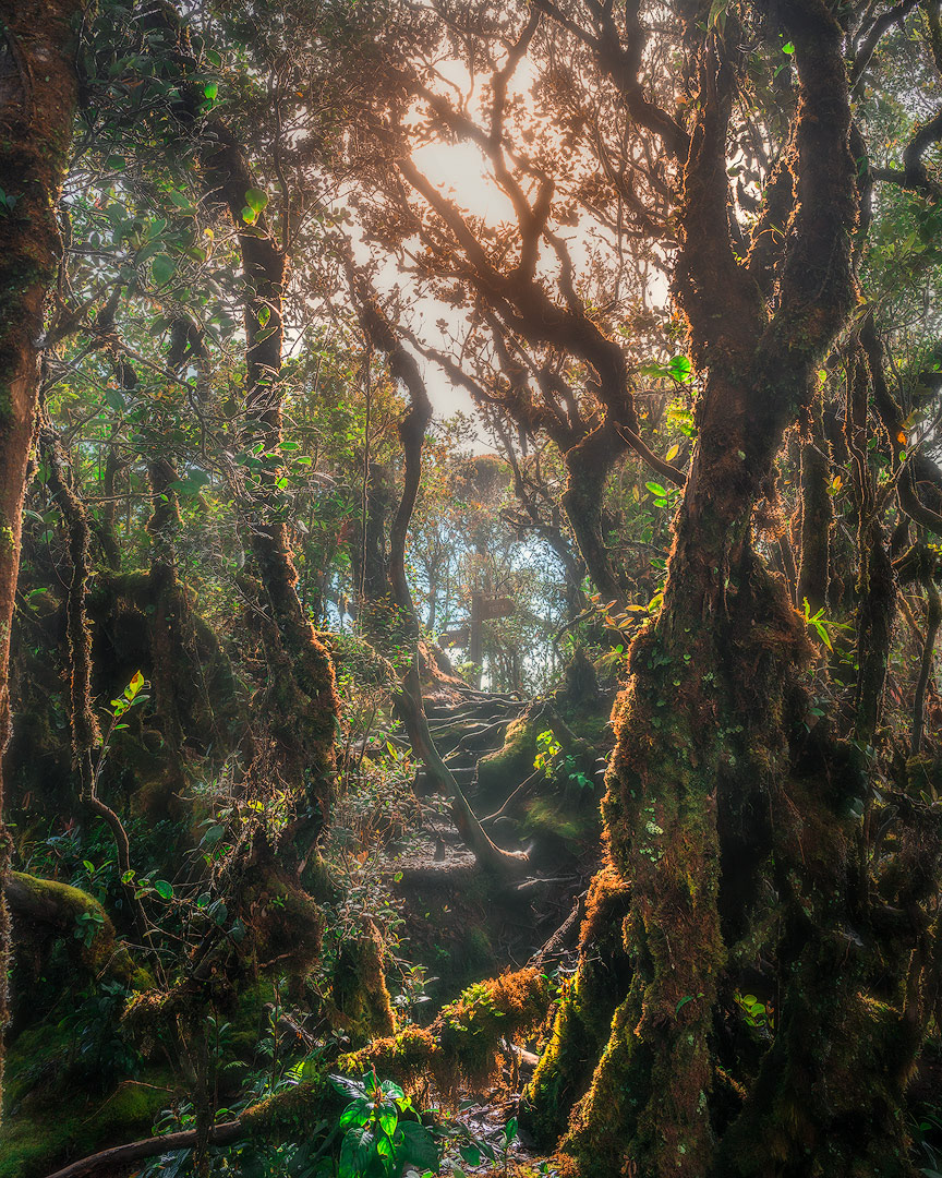 Mossy Forest, Cameron Highlands, MY
