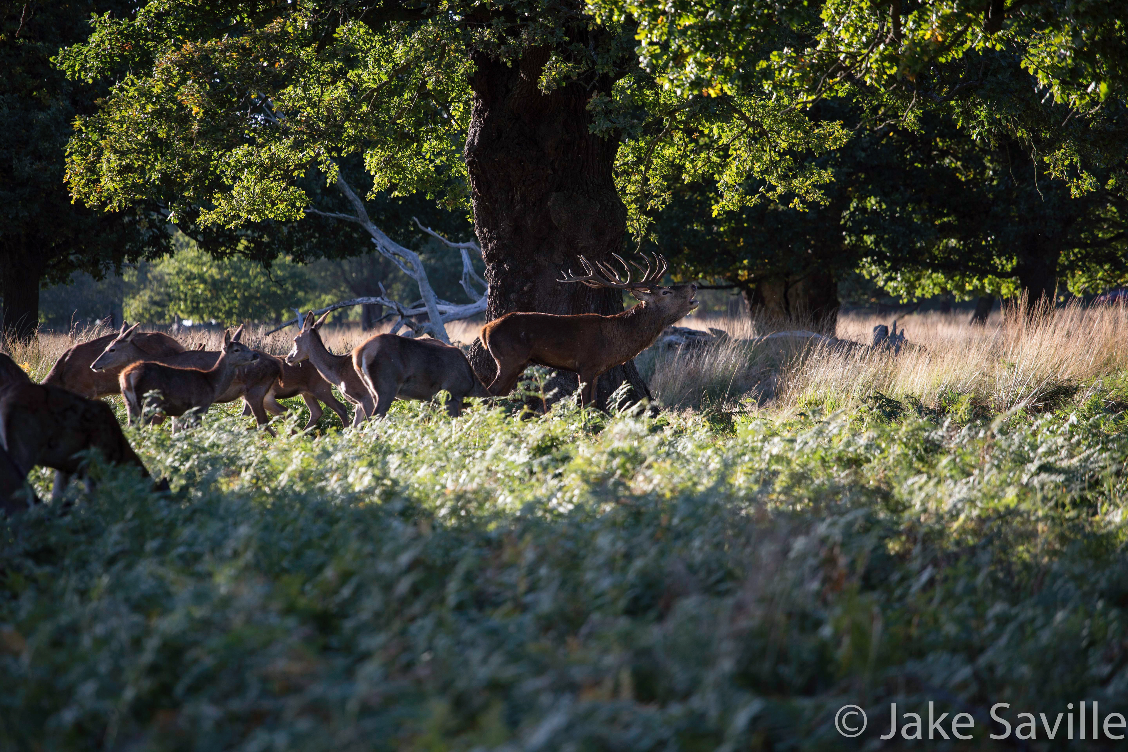 Richmond Park, Surrey, England