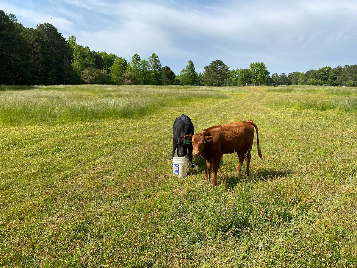 Mecca Halal Farms Cows