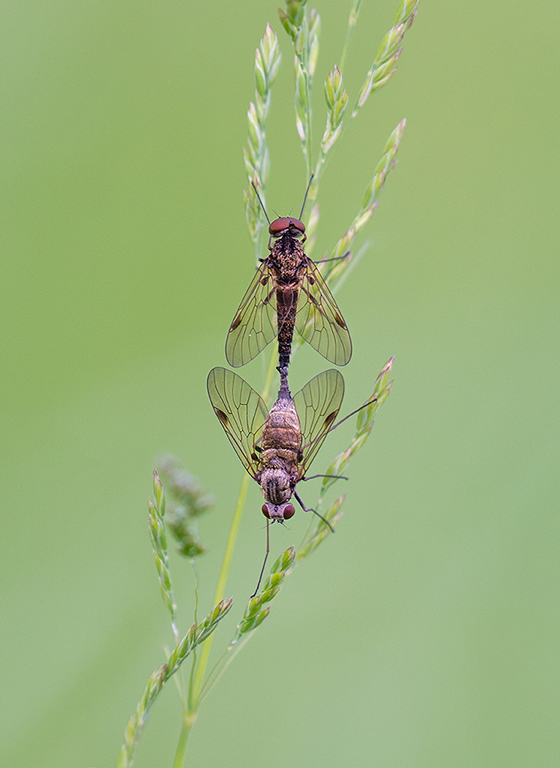 Mating Snipe Flies