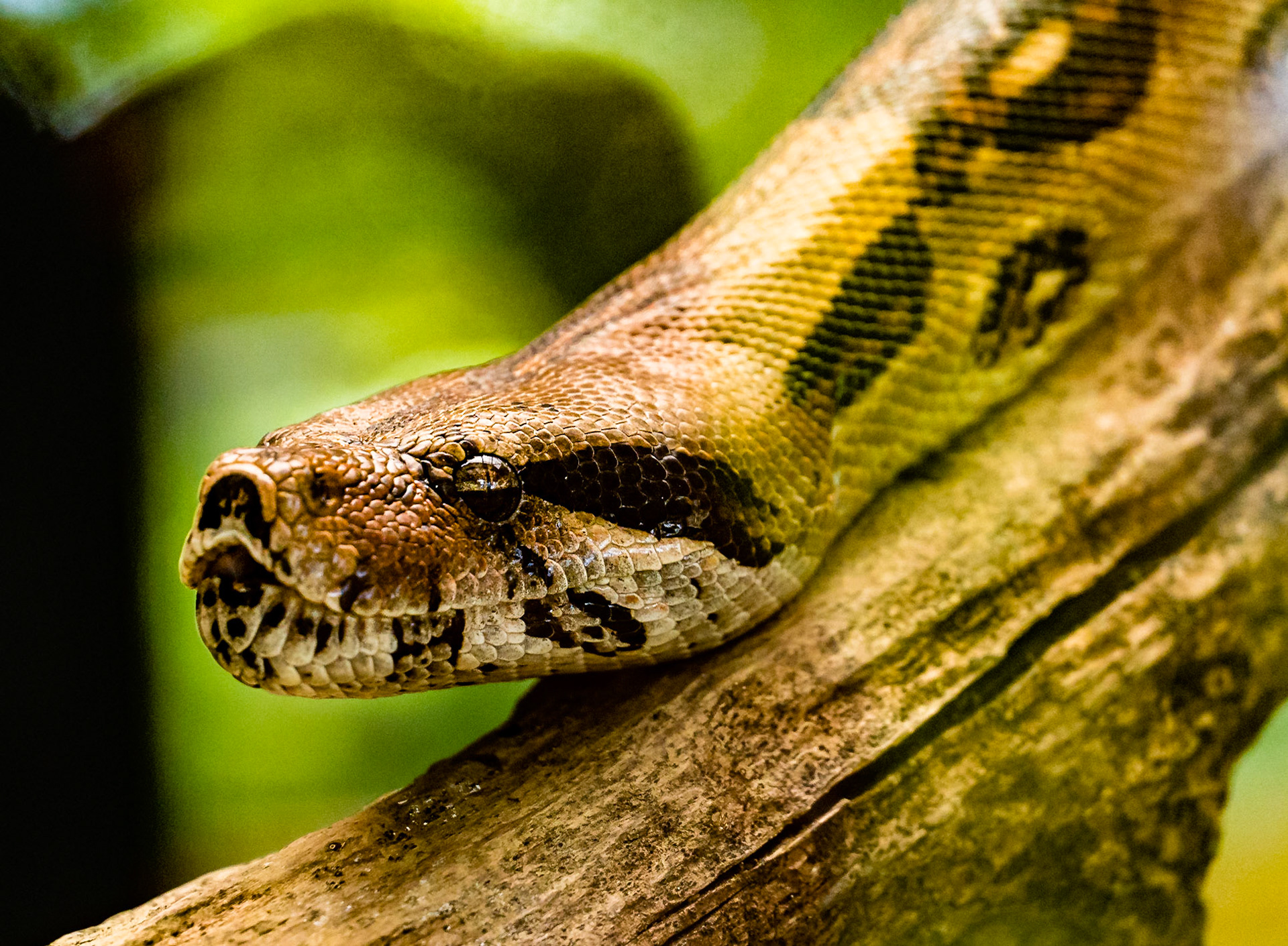 Veragua Rainforest, Costa Rica