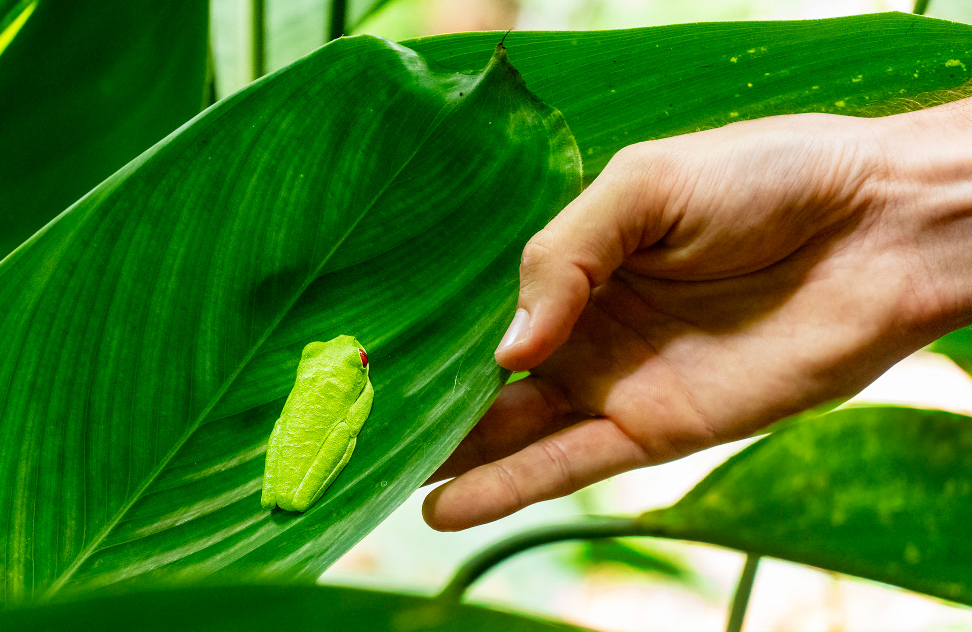 Veragua Rainforest, Costa Rica