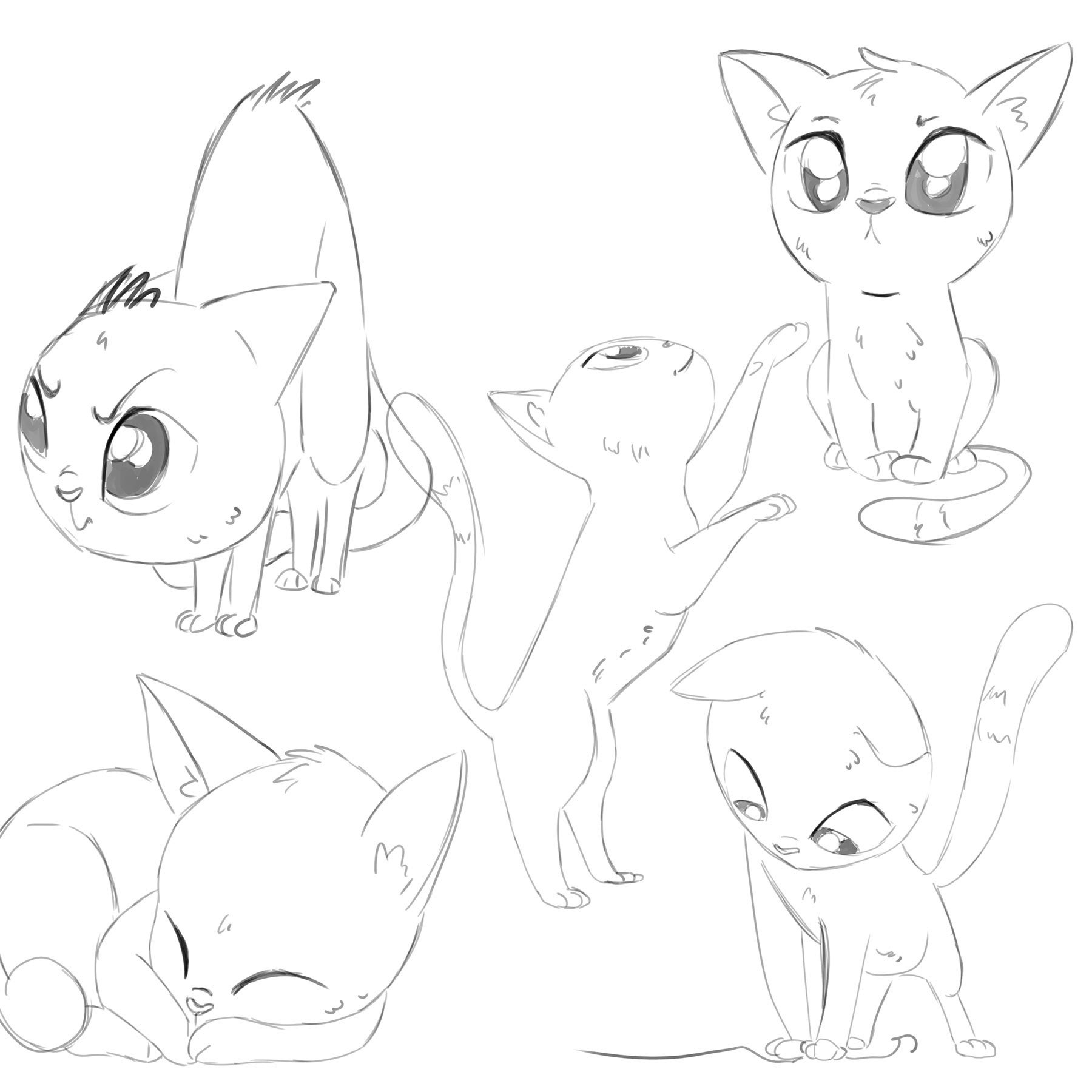 CatsBox - recherche graphique