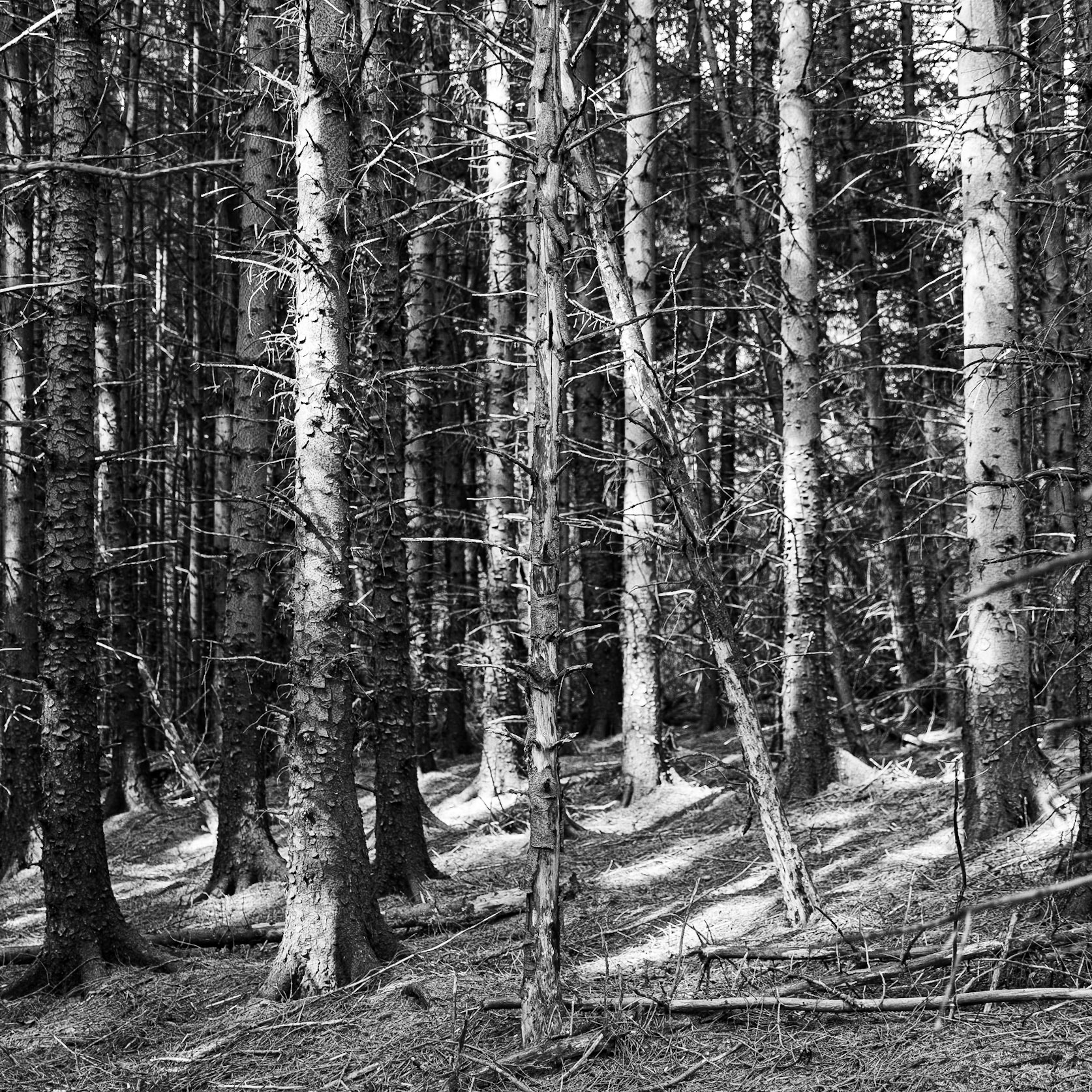 Pine woodland near Kale Pot Hole, North York Moors, Yorkshire