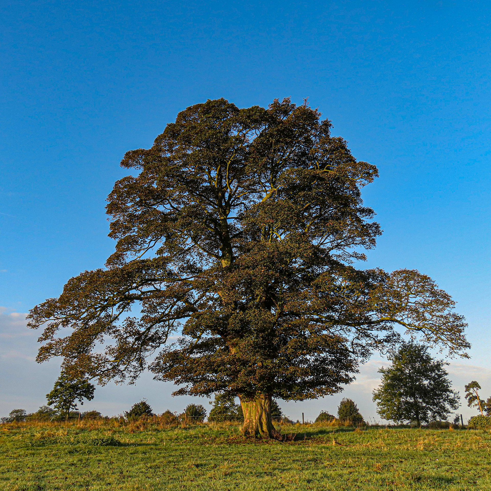 Sycamore (Acer pseudoplatanus)