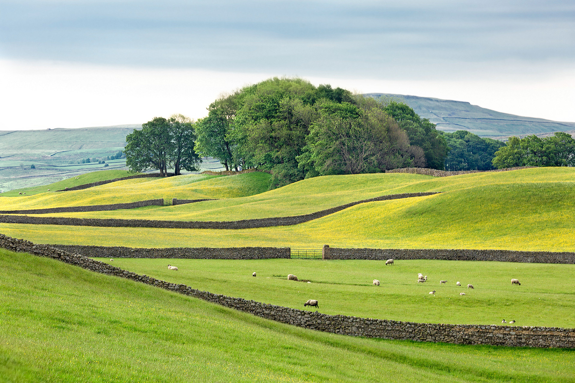 Buttercup fields and drumlins of Wensleydale