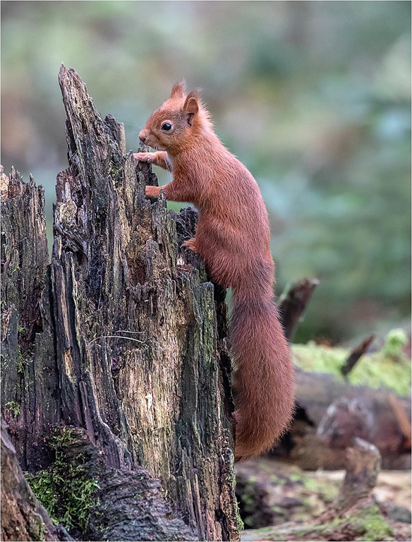 Red Squirrel