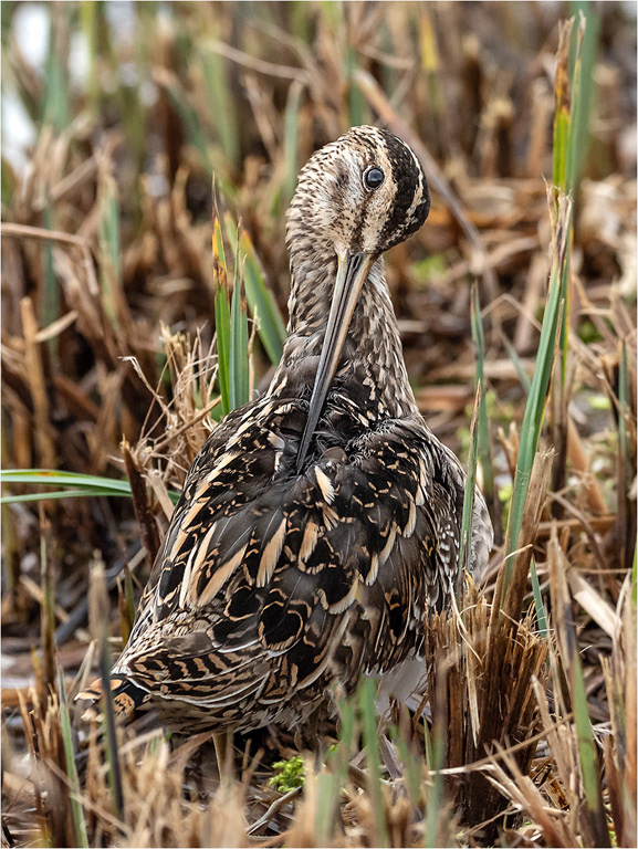Snipe