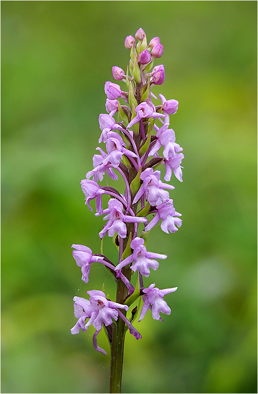 Fragrant