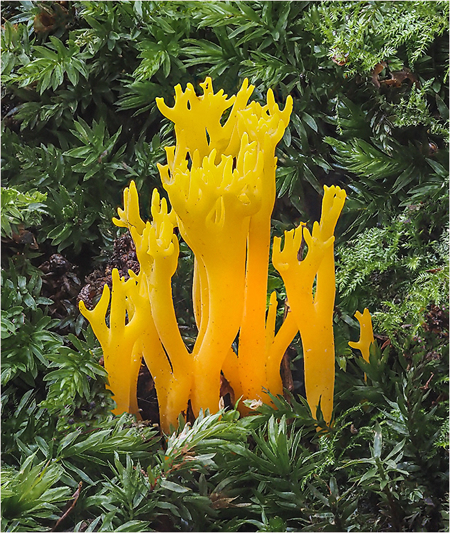 Yellow Antler Funghi
