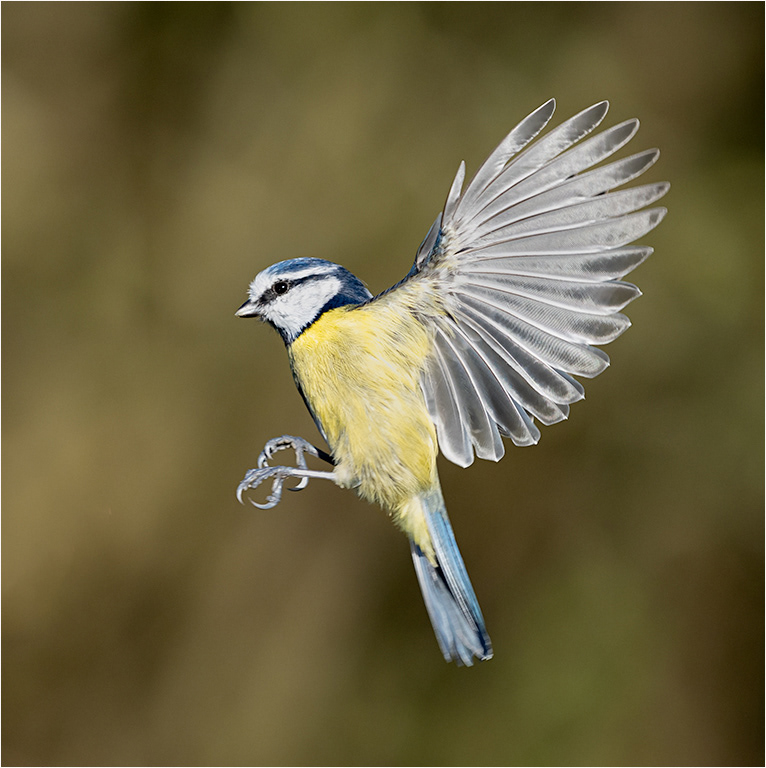 Blue Tit in Flight