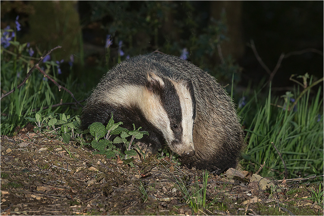 Badgers