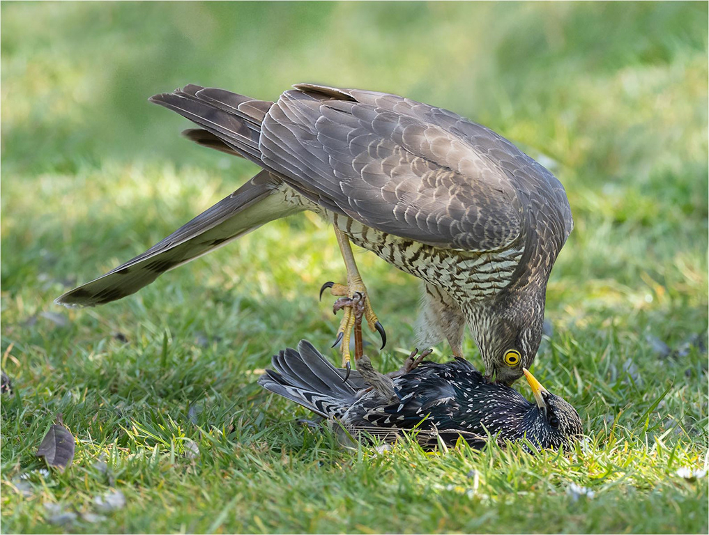Sparrowhawk and Starling