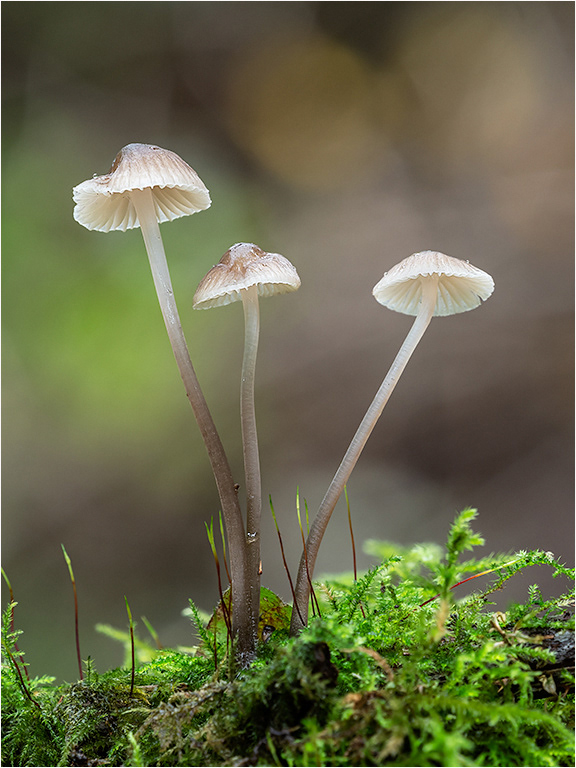 Mycena