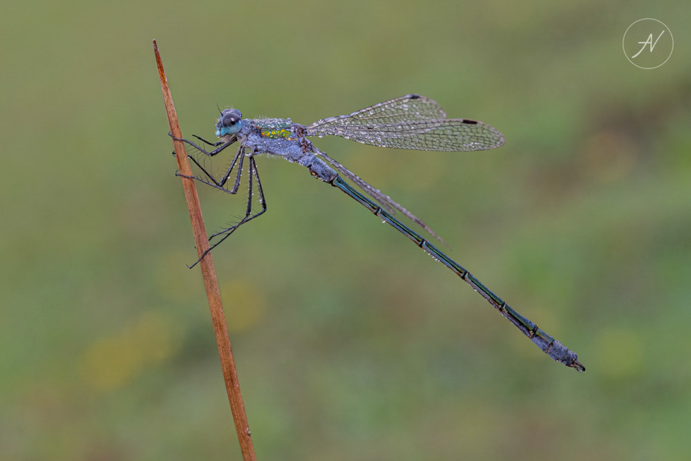 4 | Male Emerald Damselfly