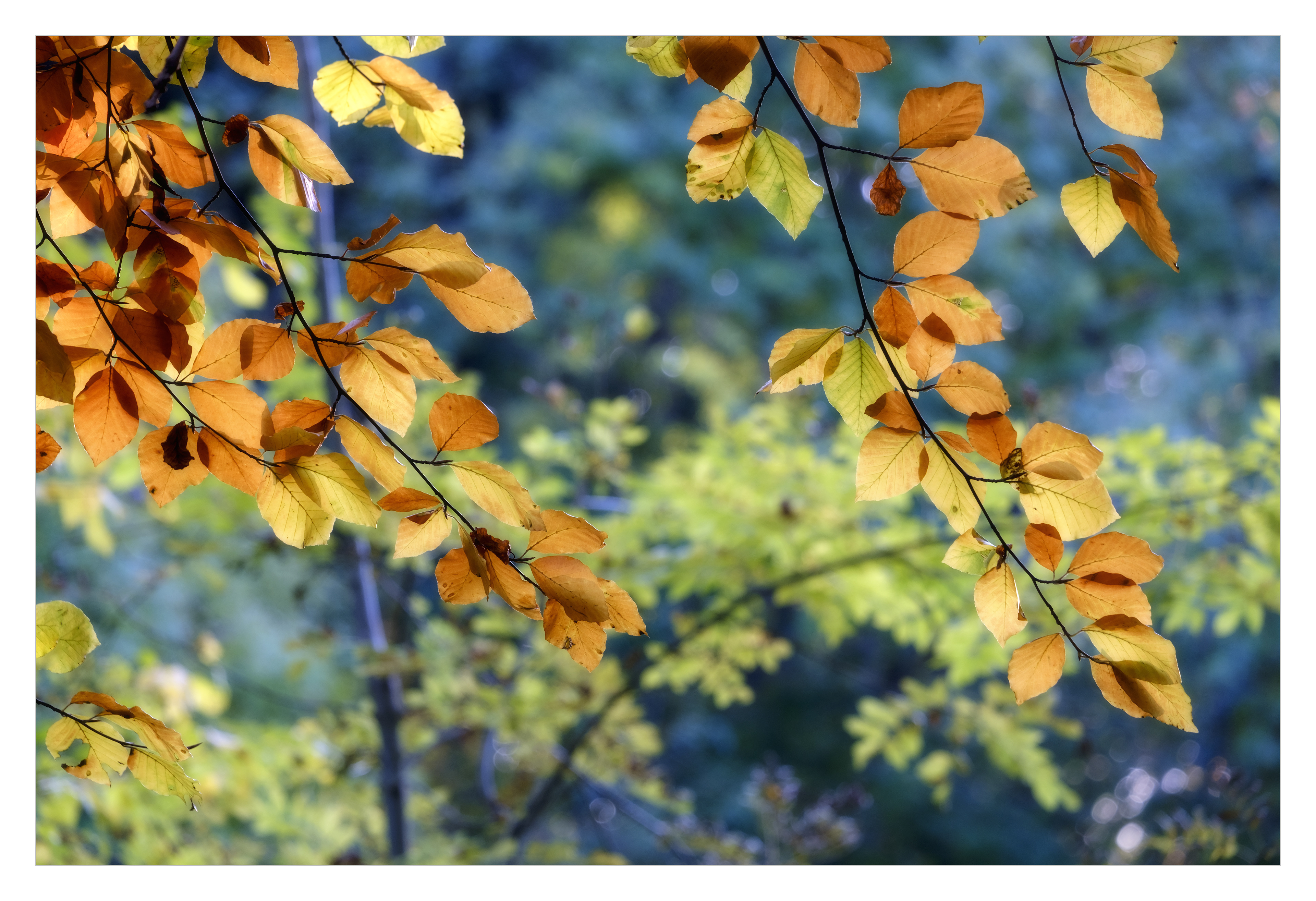 Golden Beech Leaves