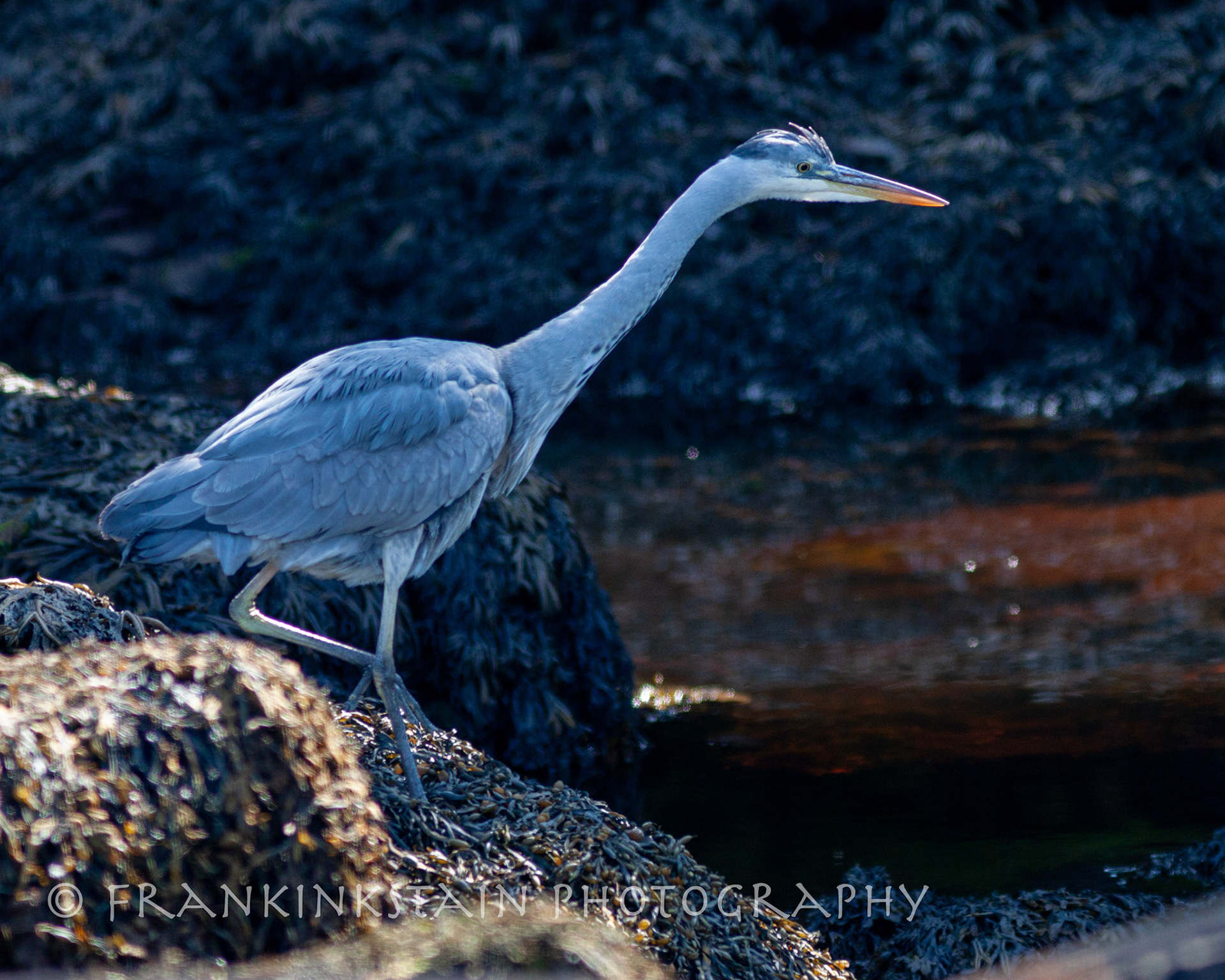 Heron