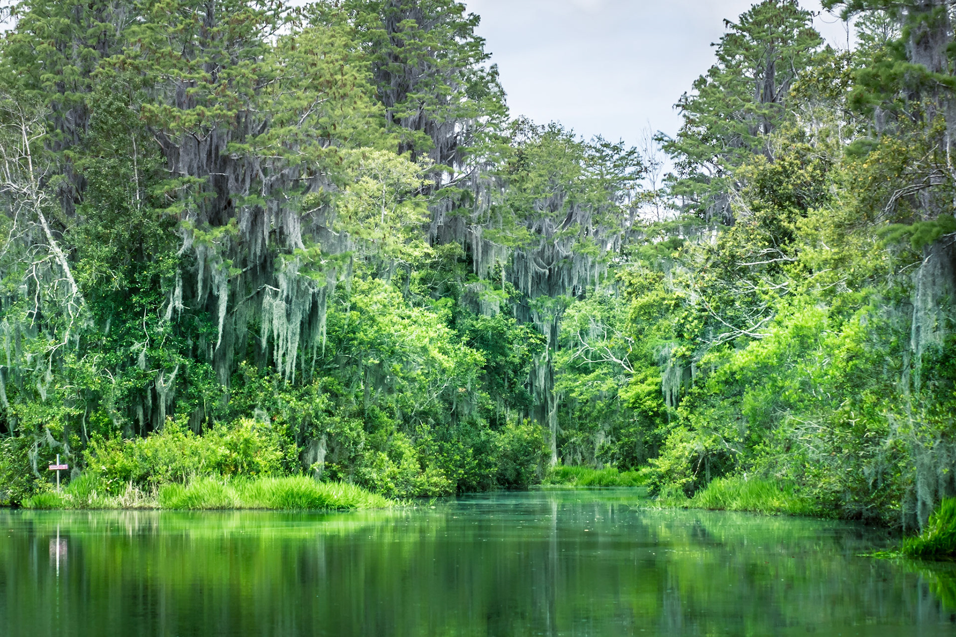 Okefenokee-Sümpfe in Georgia, USA