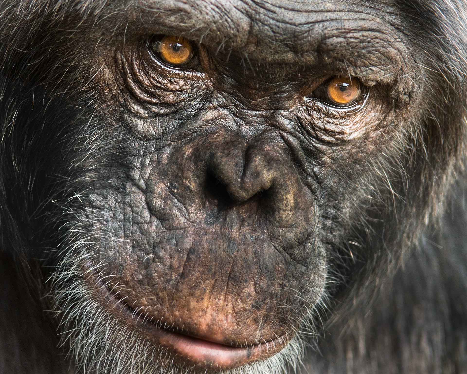 Schimpanse in einer Auffangstation in Afrika
