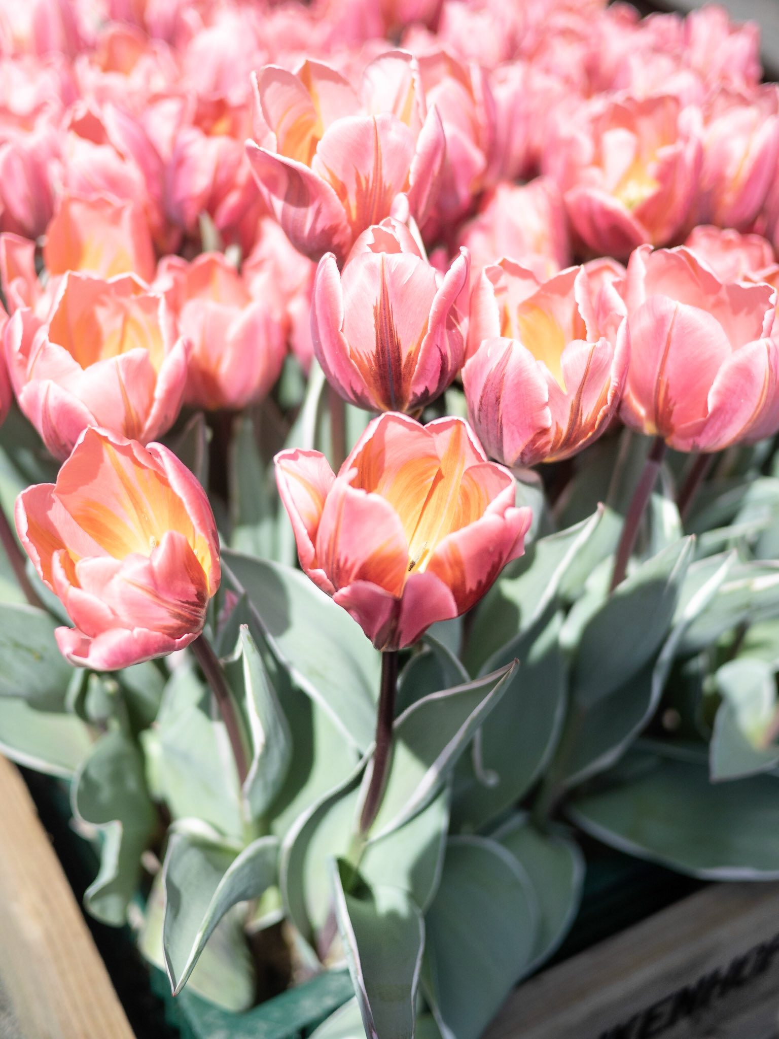 Tulpenpracht in Keukenhof