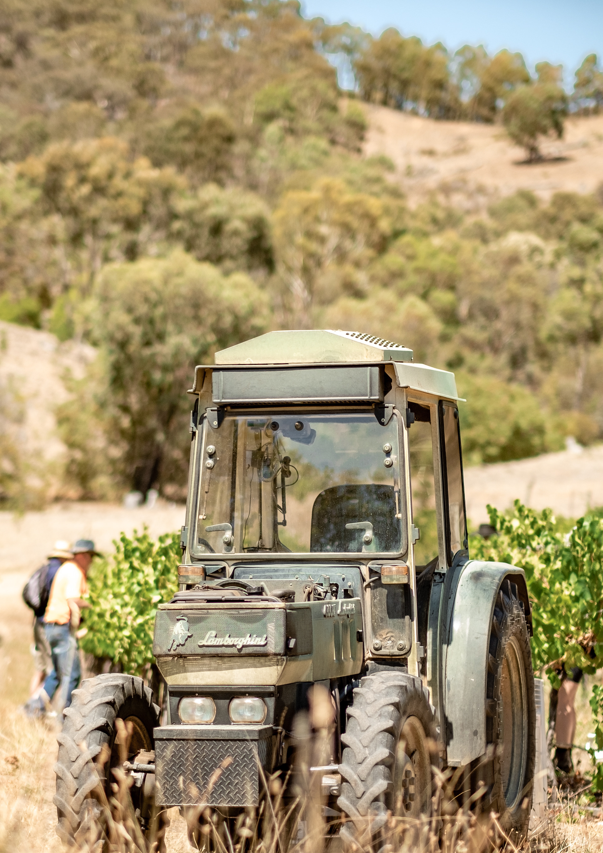 Vineyard Life