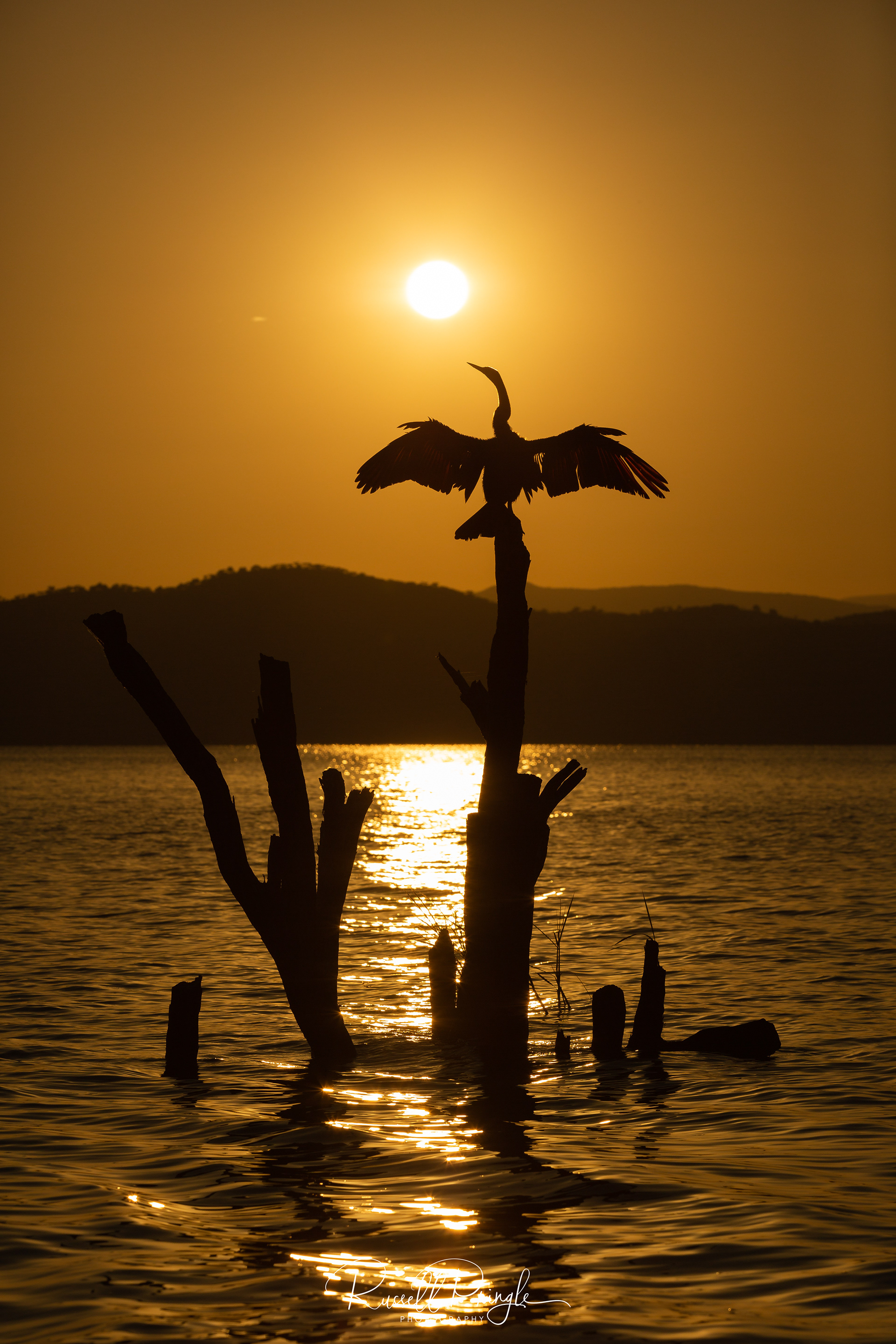 African Darter-Lake Baringo, Kenya