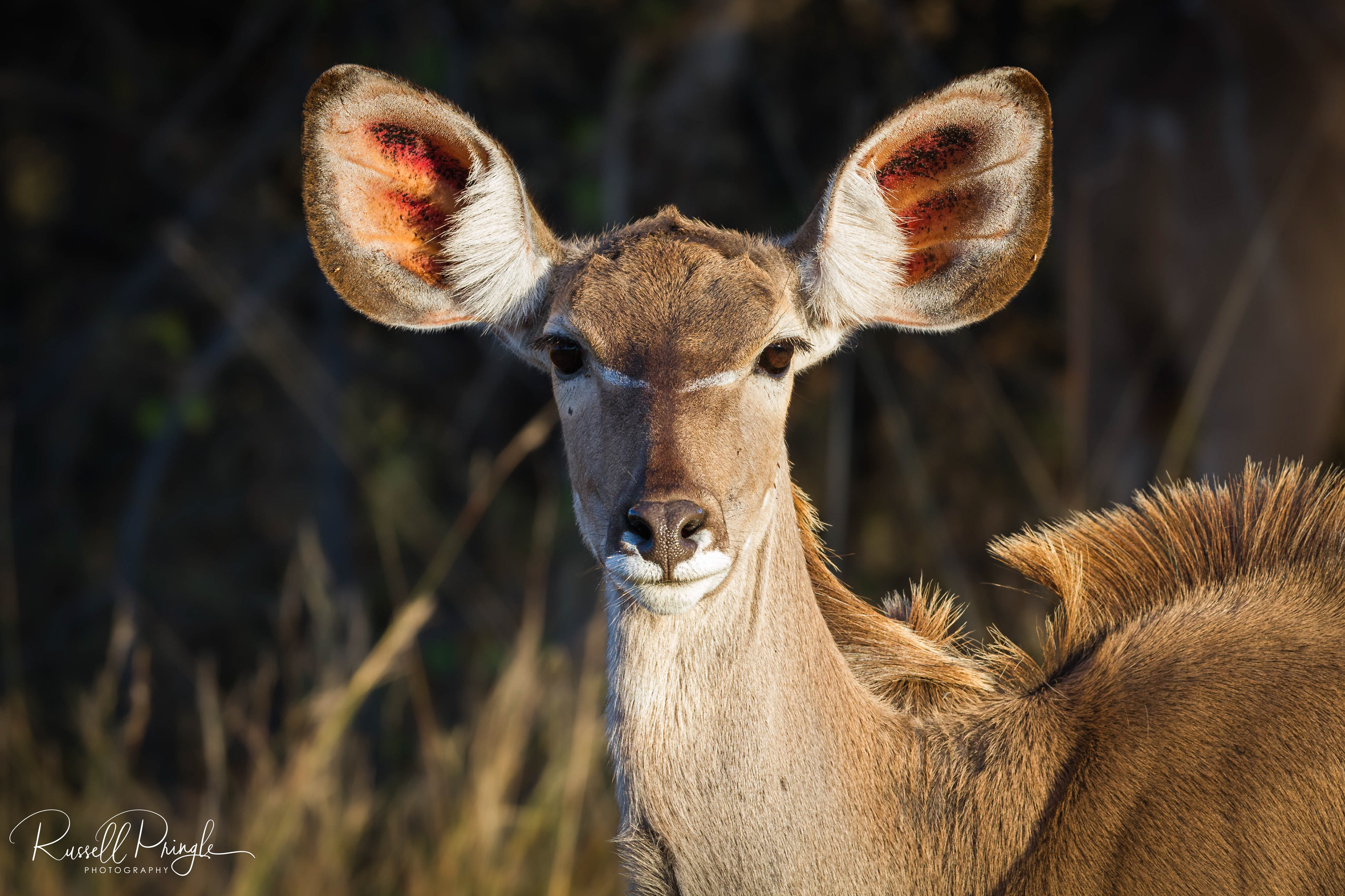Kudu-Okavango Delta, Botswana