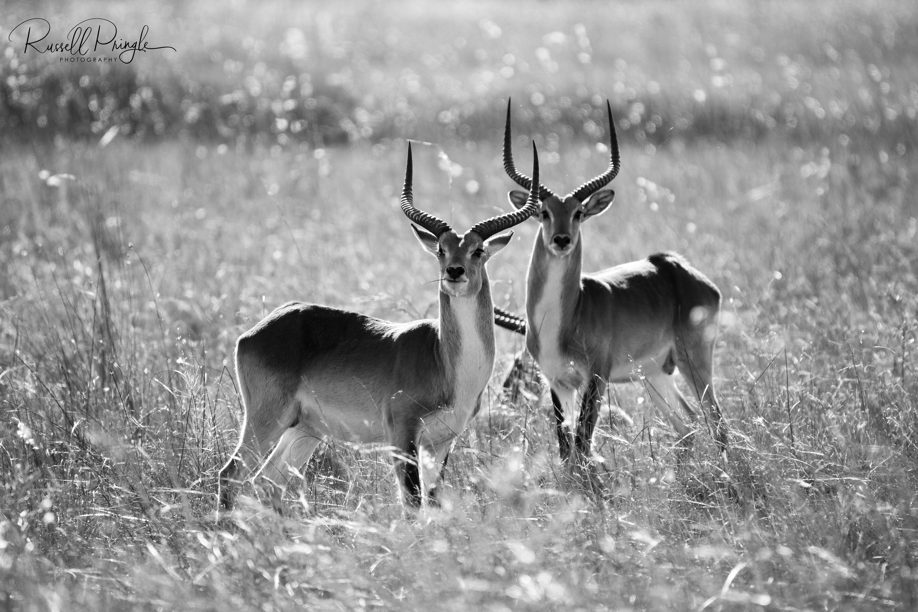Red Lechwe-Okavango Delta, Botswana