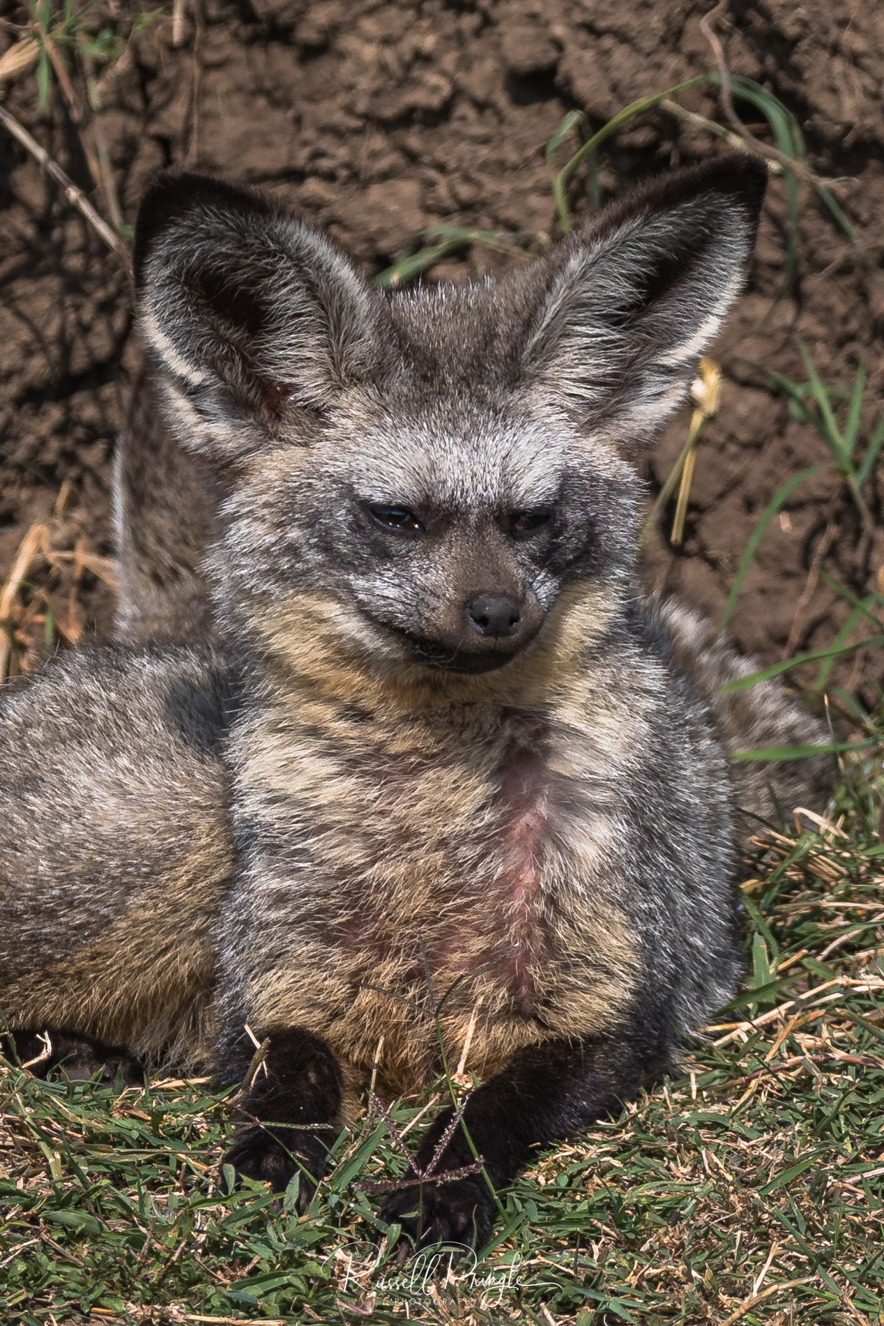 Bat eared Fox-Masai Mara, Kenya