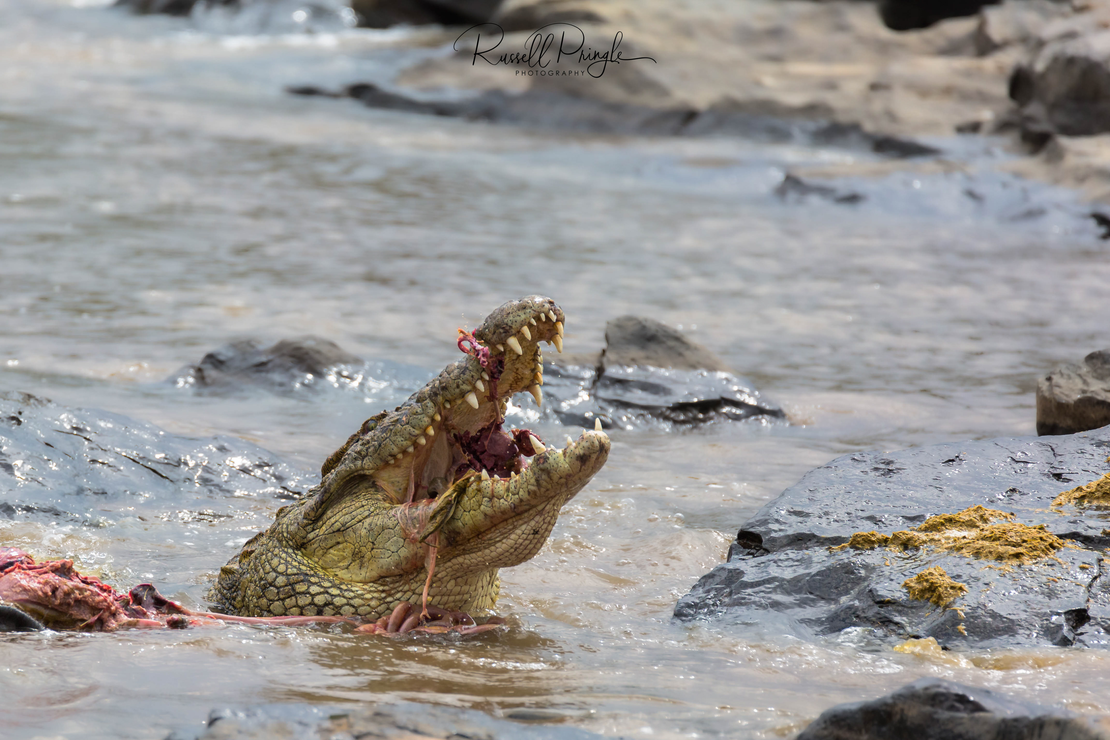Nile Crocodile-Mara River, Kenya