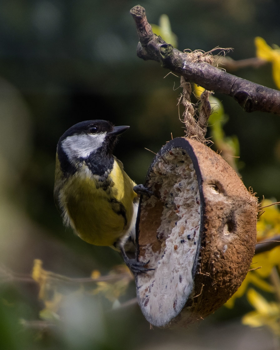 Great Tit