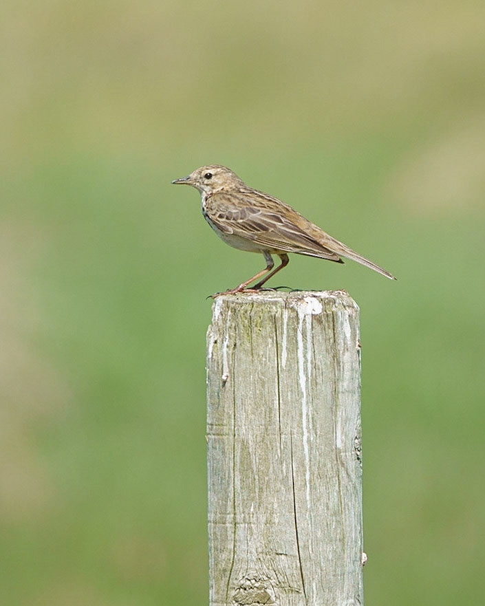 Meadow Pippit